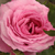 Růžová - Parkové růže - Abrud